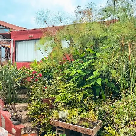 Quaint Artist In Marvelous Nature - Alegrias La Orotava